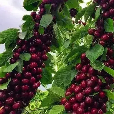 <strong><span style="font-style: italic;">Займає менше місця</span></strong><br>